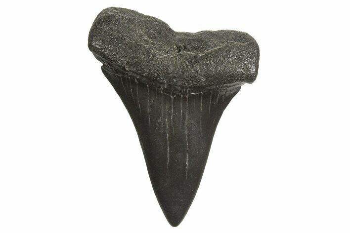 Fossil Broad-Toothed Mako Tooth - South Carolina #340981